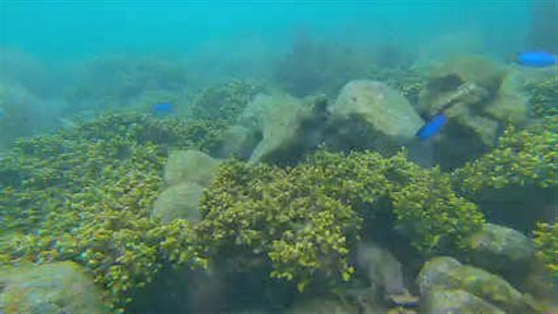 水中ドローンで撮影された西浦の海中のサンゴ（万福提供）
