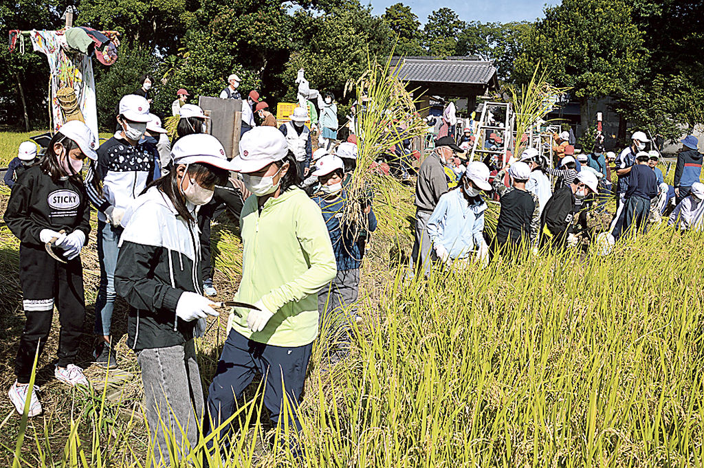 稲を刈り取る児童たち＝浜松市東区中郡町の万斛庄屋公園