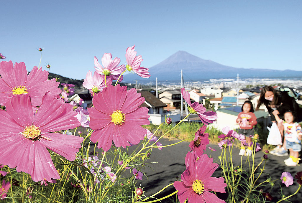 富士山と共演した色鮮やかなコスモス＝富士市松岡のかりがね堤