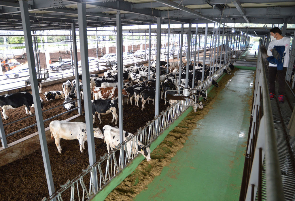 乳牛千頭を飼育する予定の満咲牧場の牛舎