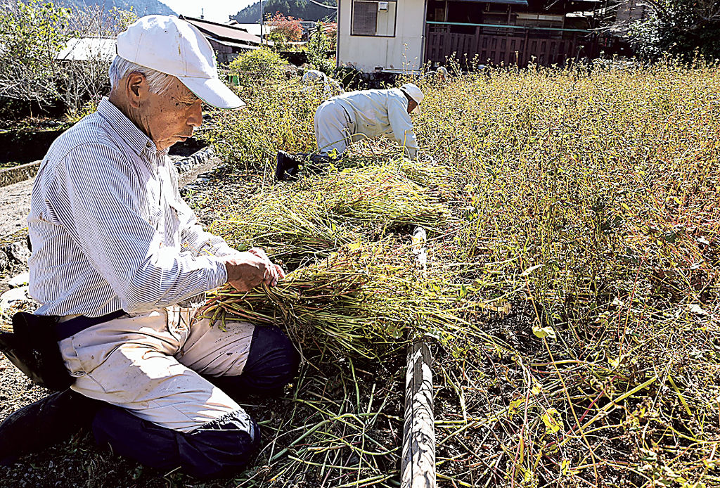 ソバの収穫作業に取り組む参加者＝浜松市天竜区水窪町