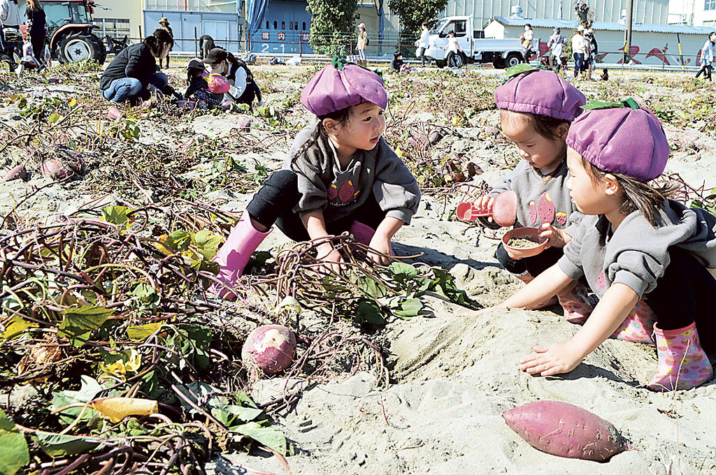 サツマイモ掘りを体験する子どもたち＝掛川市大渕