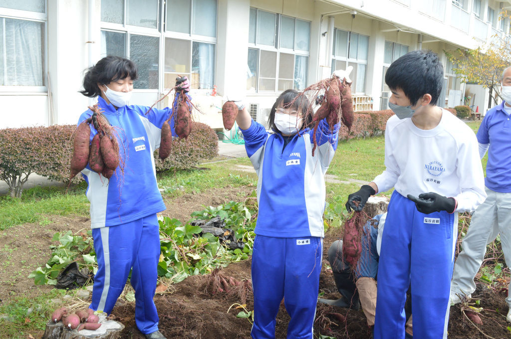 サツマイモの収穫を体験する生徒＝伊豆の国市の韮山中（写真の一部を加工しています）