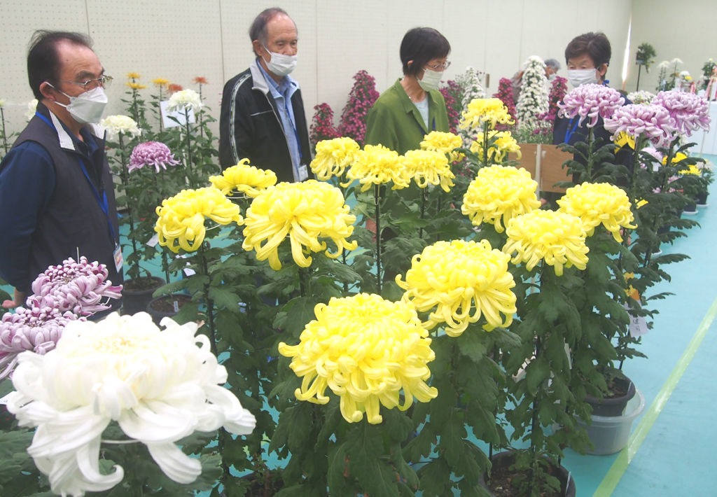 色鮮やかな作品が並ぶ菊花大会の一般公開＝磐田市見付の市立中央図書館