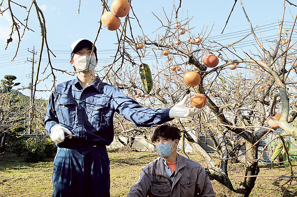 柿を収穫する生徒＝伊豆の国市天野