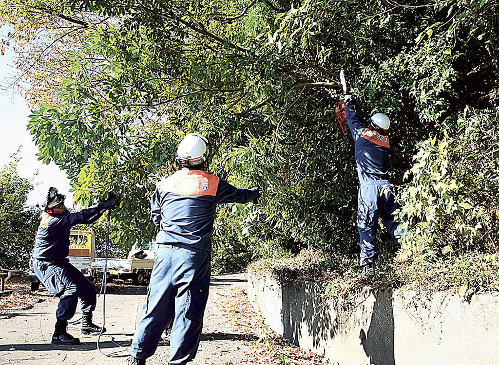 道路通行の障害になっている樹木を伐採する消防署員＝焼津市内