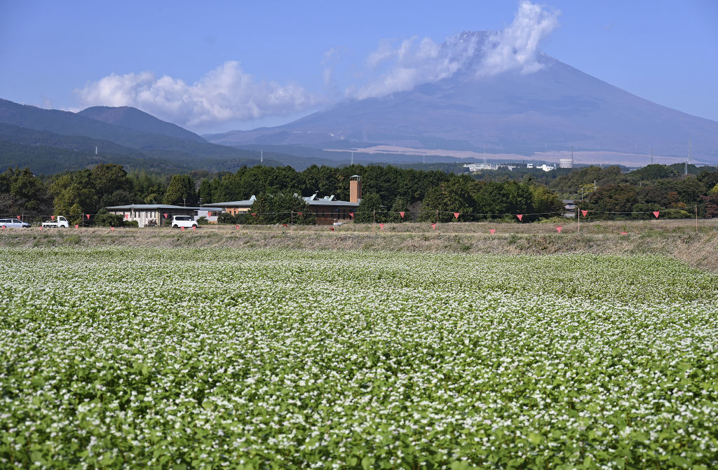 富士山を背に白い花を咲かせたソバ＝裾野市深良