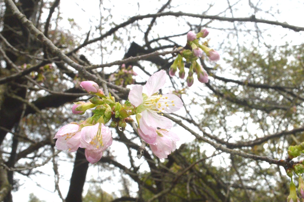 薄ピンク色の花を咲かせたヒマラヤ桜＝熱海市下多賀