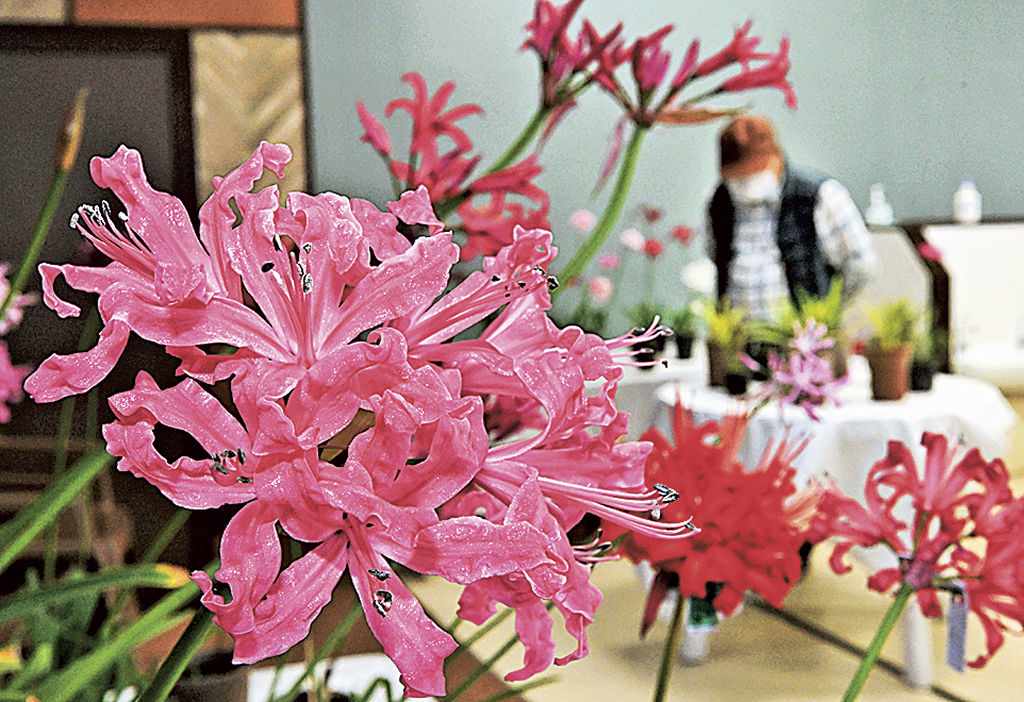 鮮やかな色の花を咲かせたネリネが並ぶ会場＝静岡市駿河区古宿