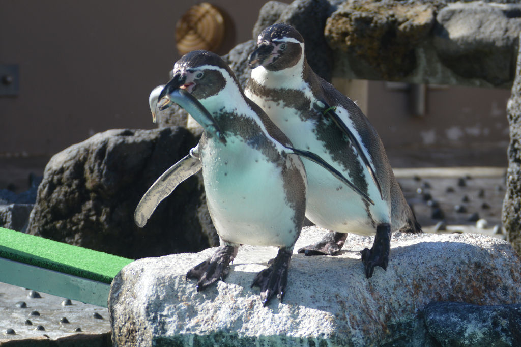 魚をキャッチして来館者を湧かせるフンボルトペンギンのカップル＝下田市の下田海中水族館