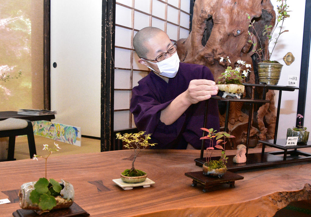手のひらサイズの盆栽鉢が並ぶ作品展＝浜松市北区細江町の長楽寺