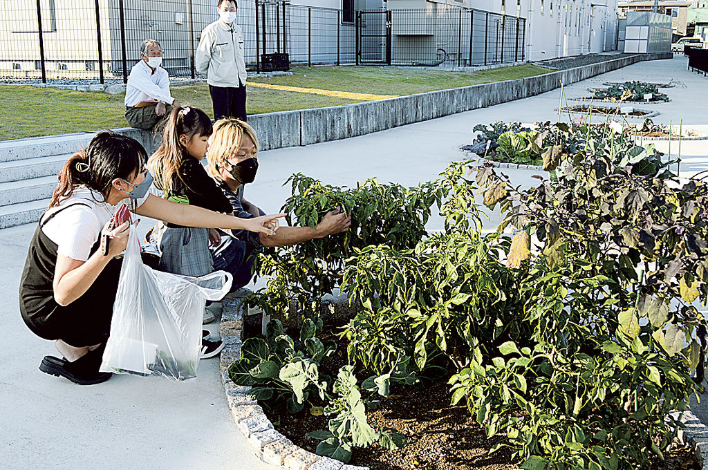 清水町が提供した菜園で栽培した野菜の収穫に訪れる田代さん一家＝同町の町図書館・保健センター複合施設「まほろば館」
