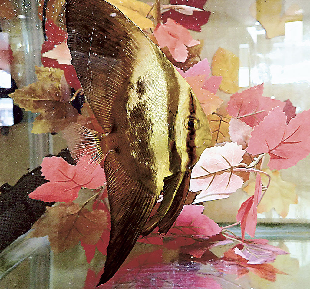 枯れ葉のような見た目のナンヨウツバメウオの幼魚＝沼津市の伊豆・三津シーパラダイス