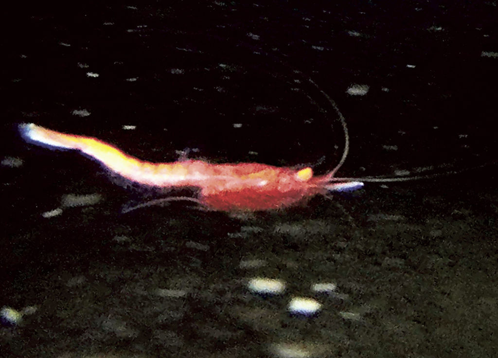 駿河湾の深海２０３０メートル地点で撮影したエビ類