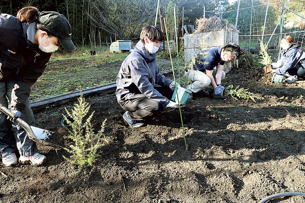ジュニパーベリーの苗木を植え付ける学生ら。数年後の実の活用を見据える＝８日午前、静岡市駿河区