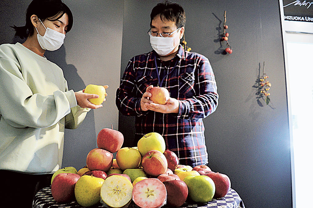 色や形、大きさ、香りが異なる５０種類のリンゴ＝静岡市駿河区の静岡大キャンパスミュージアム