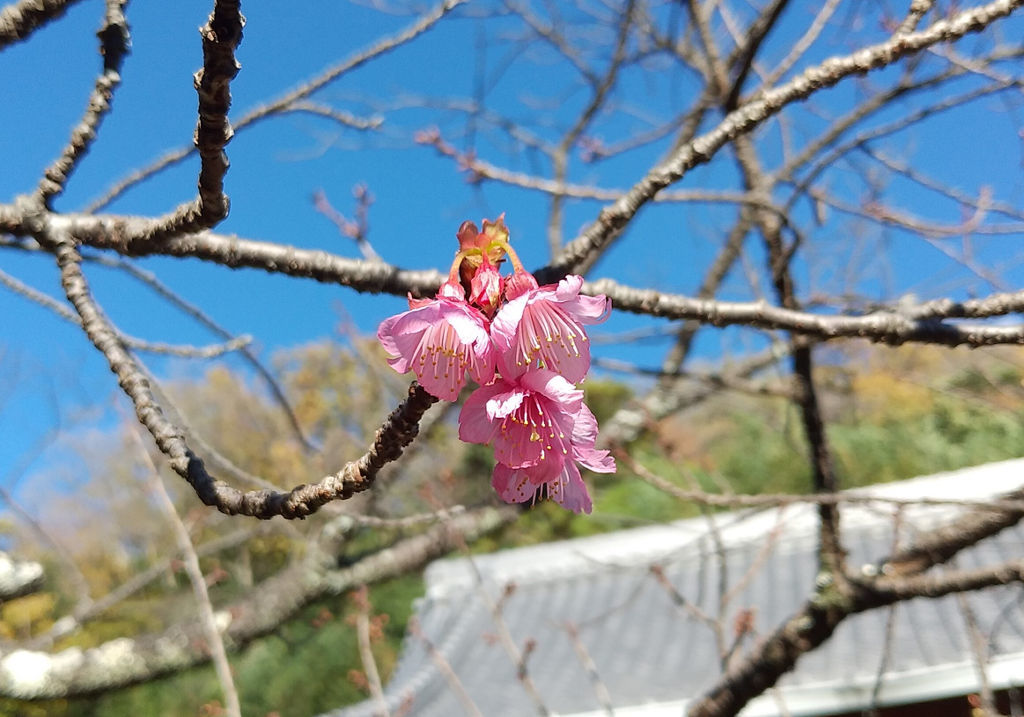 開花した土肥桜＝伊豆市土肥の万福寺
