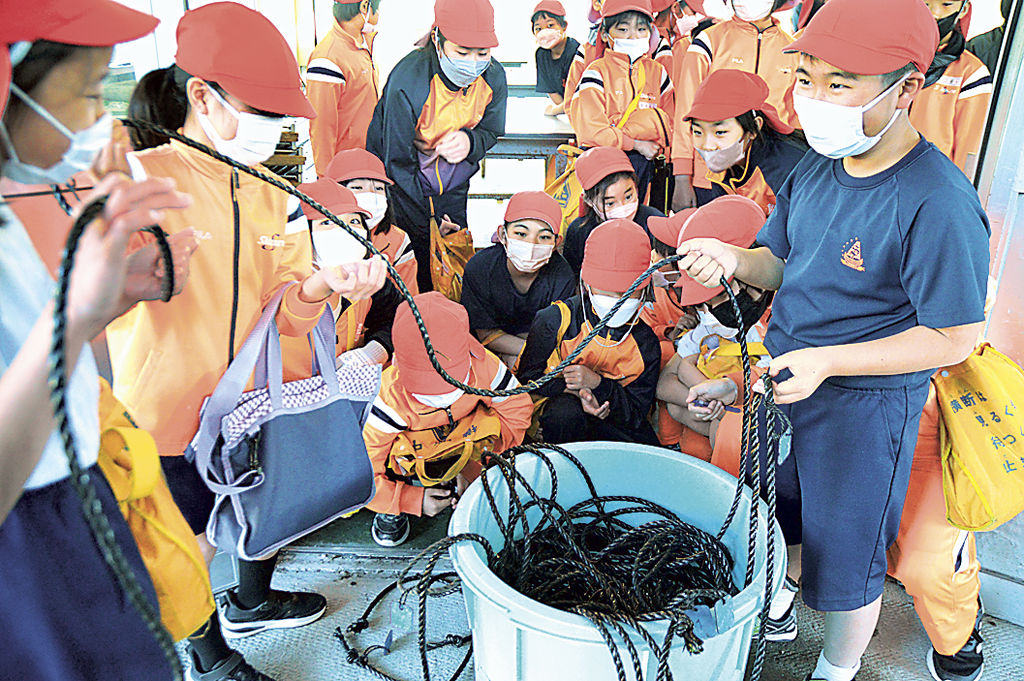 ワカメの種付け作業を行う児童＝沼津市の静浦漁港