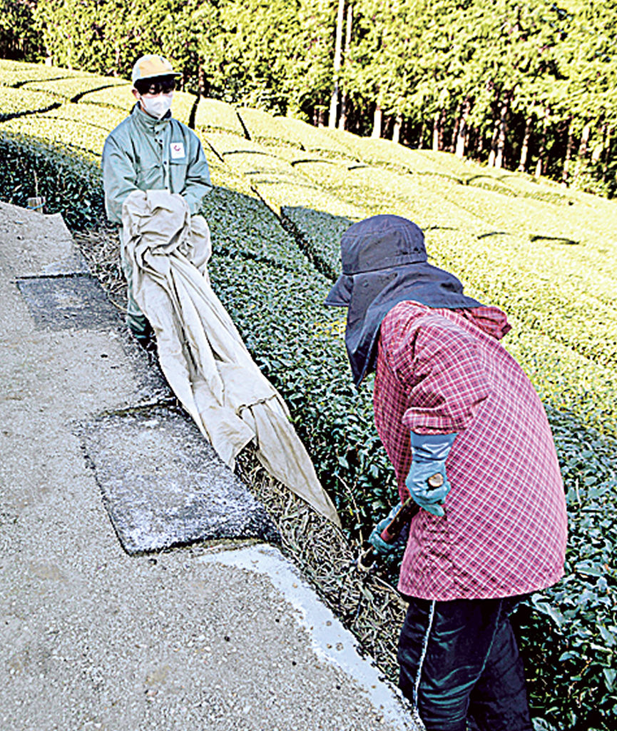 茶園に茶草を敷く社員（左）＝２１日、掛川市東山