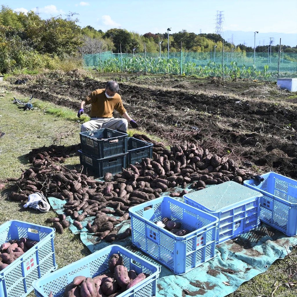 プロジェクトチームでのサツマイモ収穫＝１１月中旬、沼津市