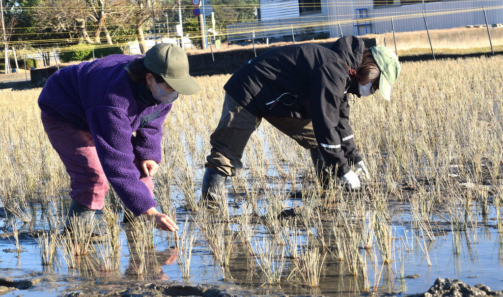 協力しながら苗を植え付ける横田さん（右）と望月さん＝焼津市田尻北