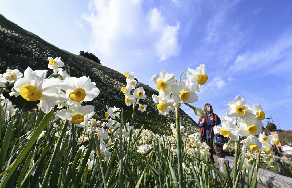見頃を迎え、白い花を咲かせたスイセン＝７日午後、下田市須崎の爪木崎水仙園
