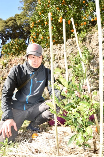 接ぎ木する台木をさまざまな種類で試し、苗木作りを研究する高橋幸村さん＝松崎町道部 