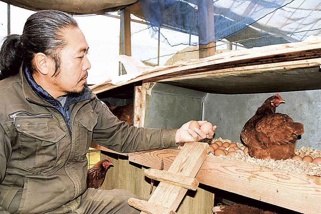 鶏卵を確認する酒井さん＝西伊豆町宇久須