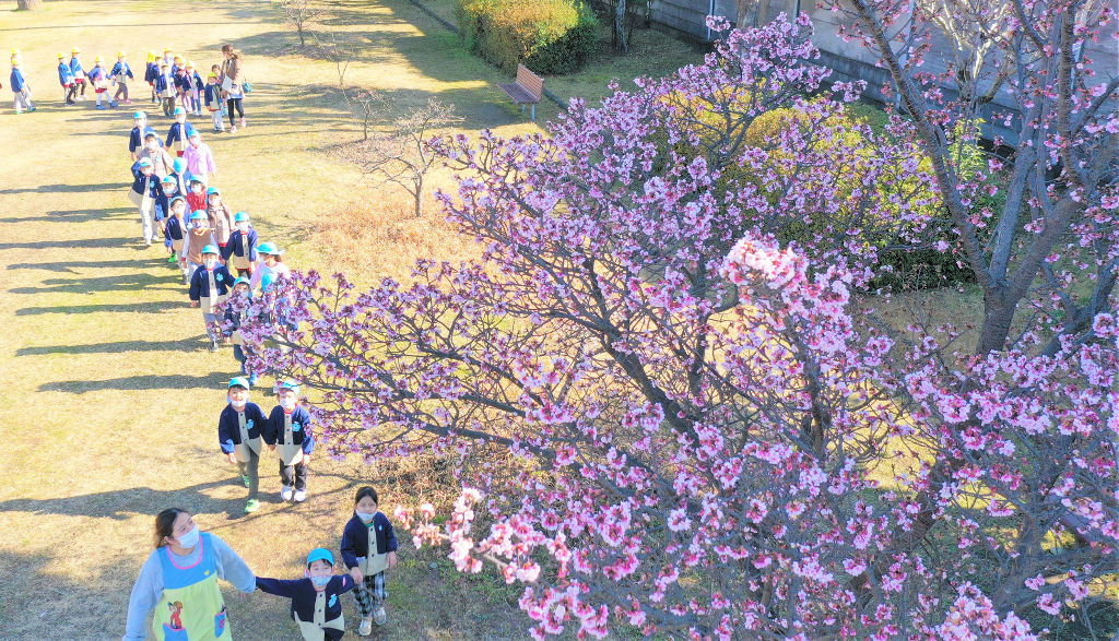 寒桜の下を散歩する園児ら＝２０日午前１０時半ごろ、静岡市清水区（写真部・田中秀樹）