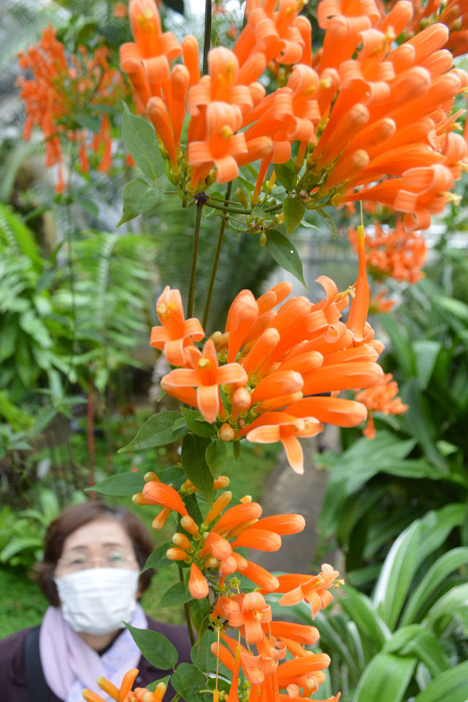 オレンジ色の花々がつり下がったカエンカズラ＝東伊豆町の熱川バナナワニ園