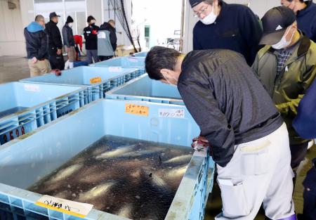 気仙沼魚市場で生鮮カツオを品定めする入札関係者ら＝２０２２年１１月、宮城県気仙沼市