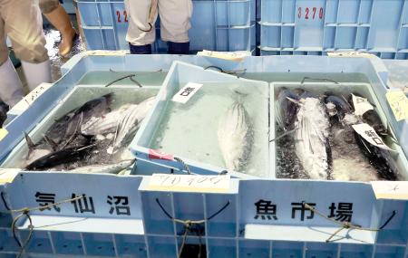 気仙沼魚市場で入札に出された生鮮カツオ＝２０２２年１１月、宮城県気仙沼市