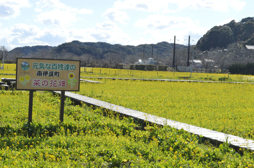 ２５日現在の菜の花畑。景色は３月下旬まで楽しめそう＝南伊豆町