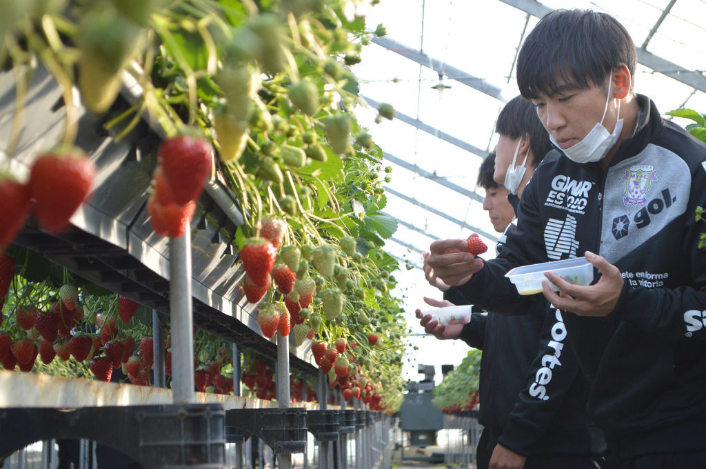 イチゴ狩りを楽しむ藤枝ＭＹＦＣの選手ら＝藤枝市のジャパン・ベリー