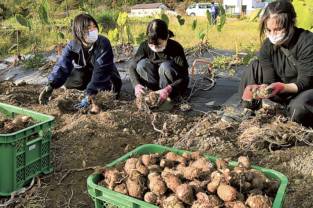 バイオ炭を活用して育てたエビイモを収穫する平沢柚香さん（左）ら＝西伊豆町宇久須