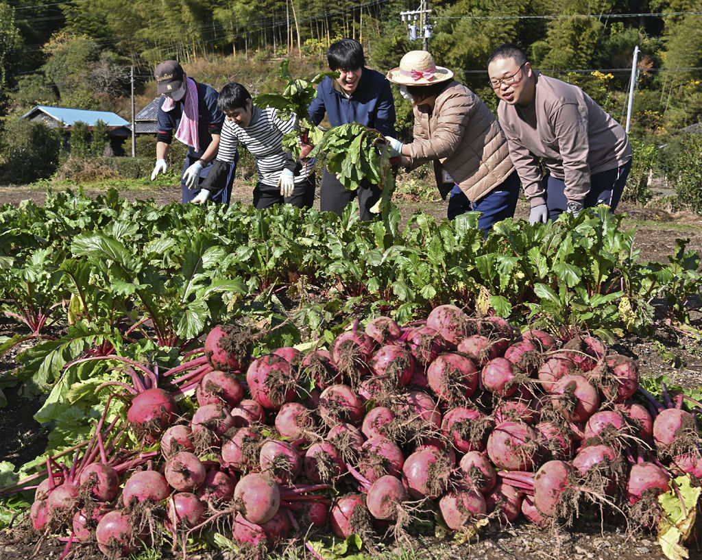 笑顔で赤カブの収穫に取り組む事業所の利用者＝１２月初旬、静岡市葵区飯間