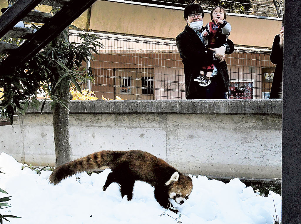 雪の上を歩き回るレッサーパンダの「ニコ」＝静岡市駿河区の市立日本平動物園