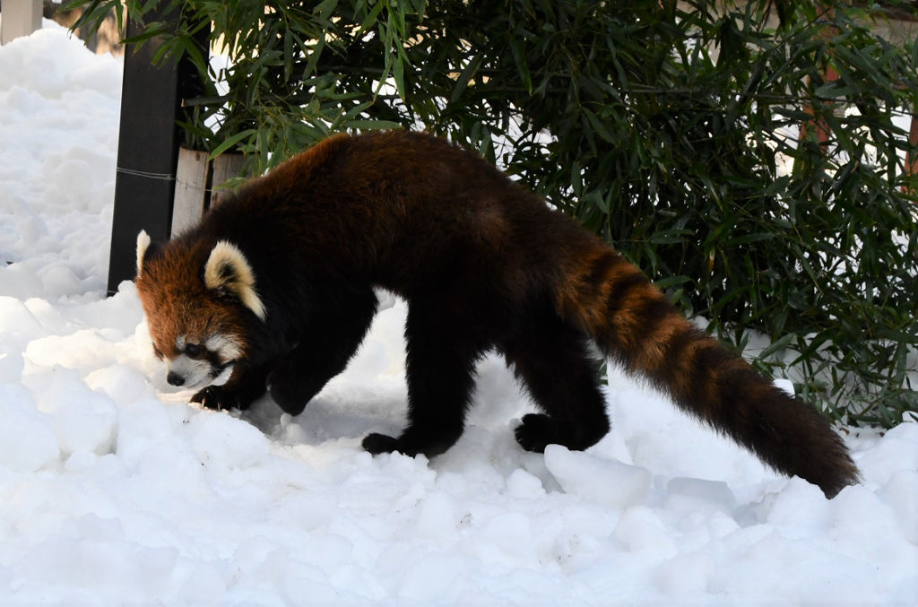 雪の上を歩き回るレッサーパンダの「ニコ」＝静岡市駿河区の市立日本平動物園