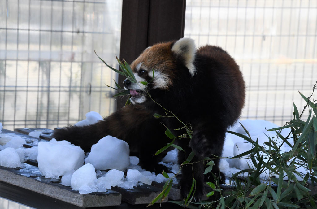 雪の上を歩き回り、ササの葉を食べるレッサーパンダの「ニコ」＝静岡市駿河区の市立日本平動物園