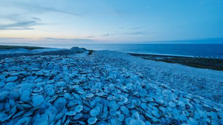 北海道猿払村の海岸に堆積したホタテの貝殻（甲子化学工業提供）