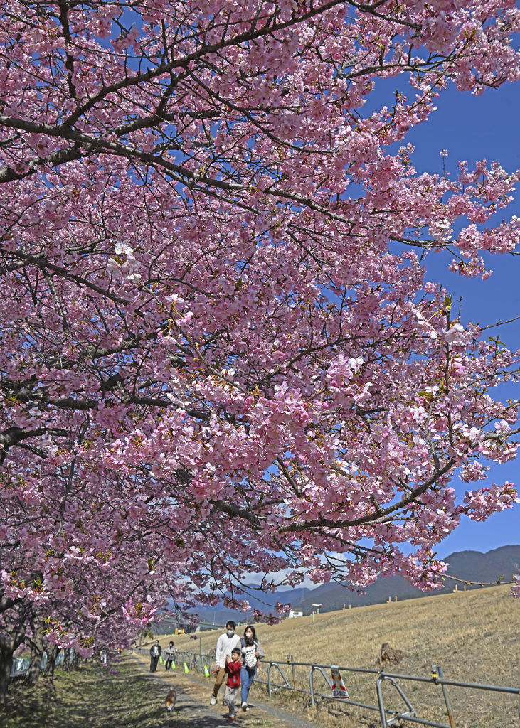 美和桜」が見頃 静岡市葵区・安倍川河川敷 全長７００メートル｜あなたの静岡新聞