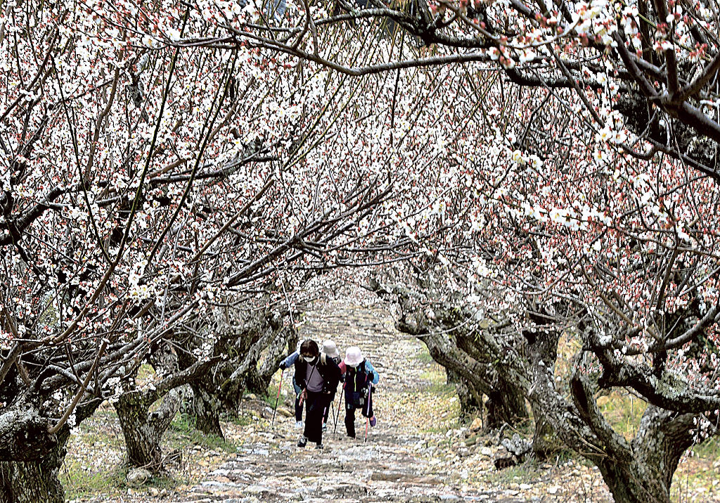 石段を覆うように白い花を咲かせる梅のトンネル＝浜松市北区細江町の長楽寺