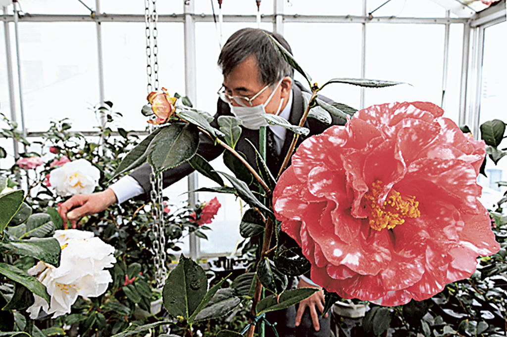 花が大きく、華やかさが特徴という洋種ツバキ＝静岡市葵区