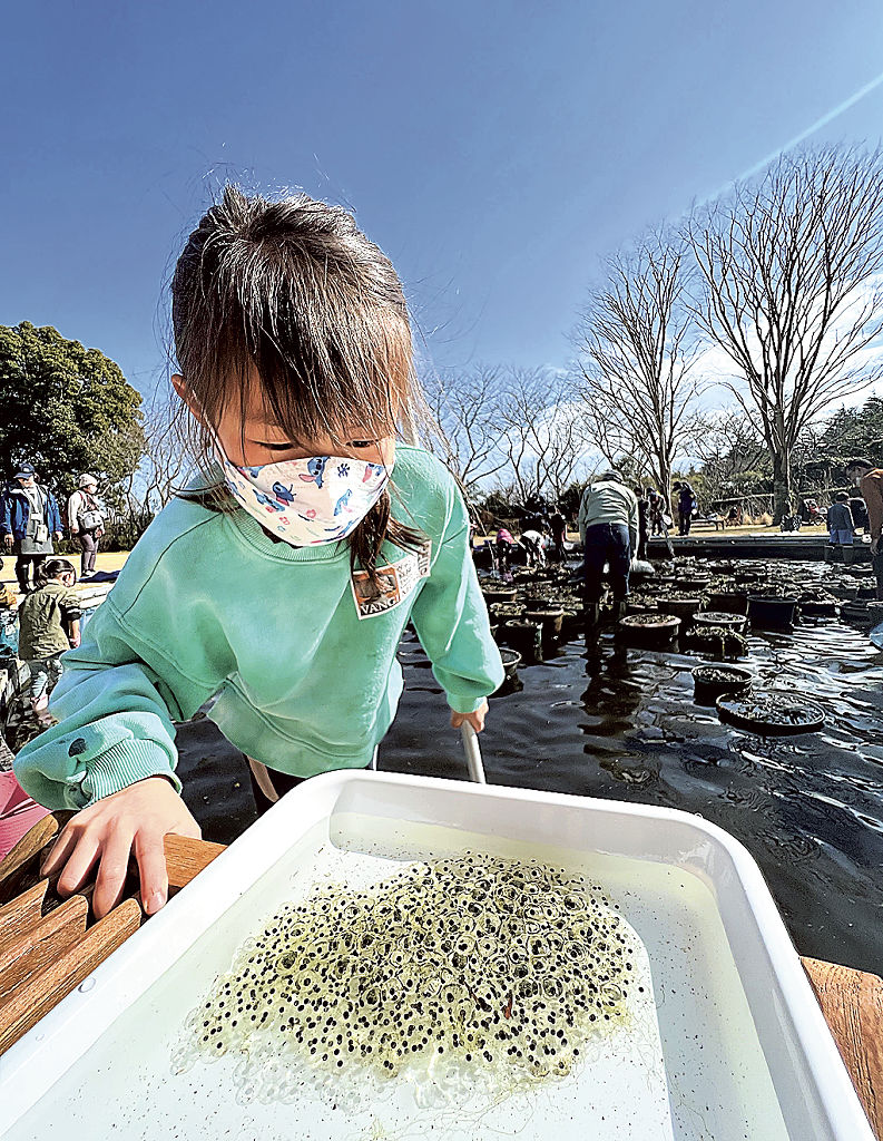 鏡池で見つかったヤマアカガエルの卵塊