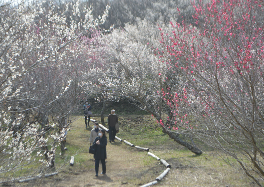 紅白の梅の花が見頃を迎えた園内＝裾野市の「梅の里」
