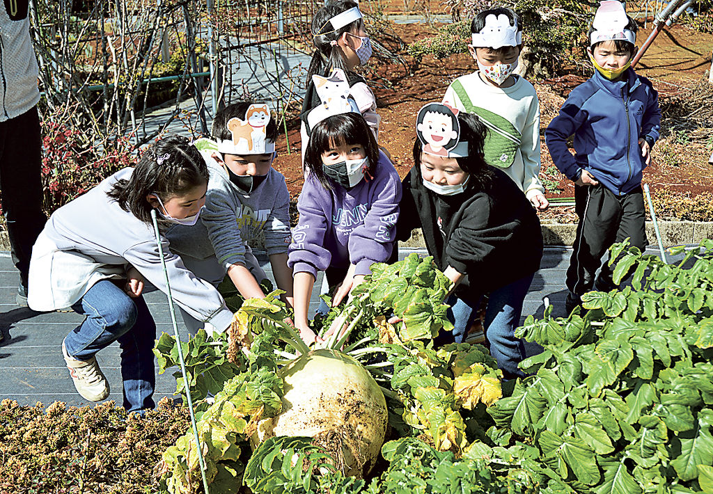 収穫した大根を持つ児童＝浜松市中区の「ばらの都苑」