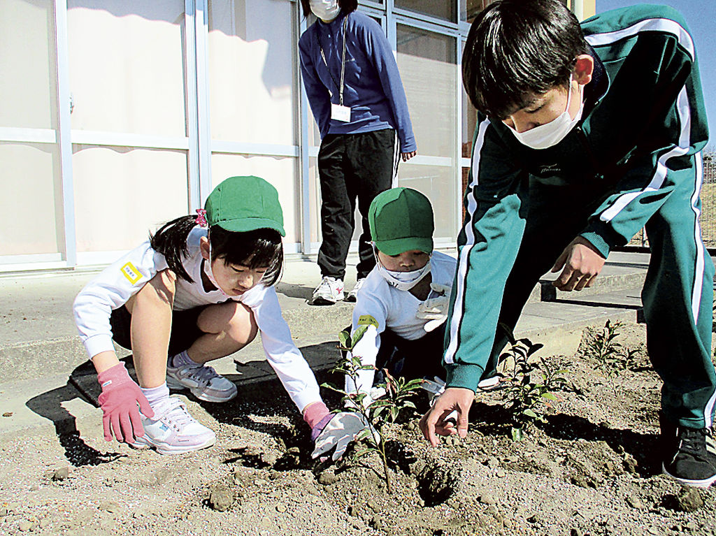 お茶の木を植樹する児童生徒＝静岡市清水区の清水特別支援学校