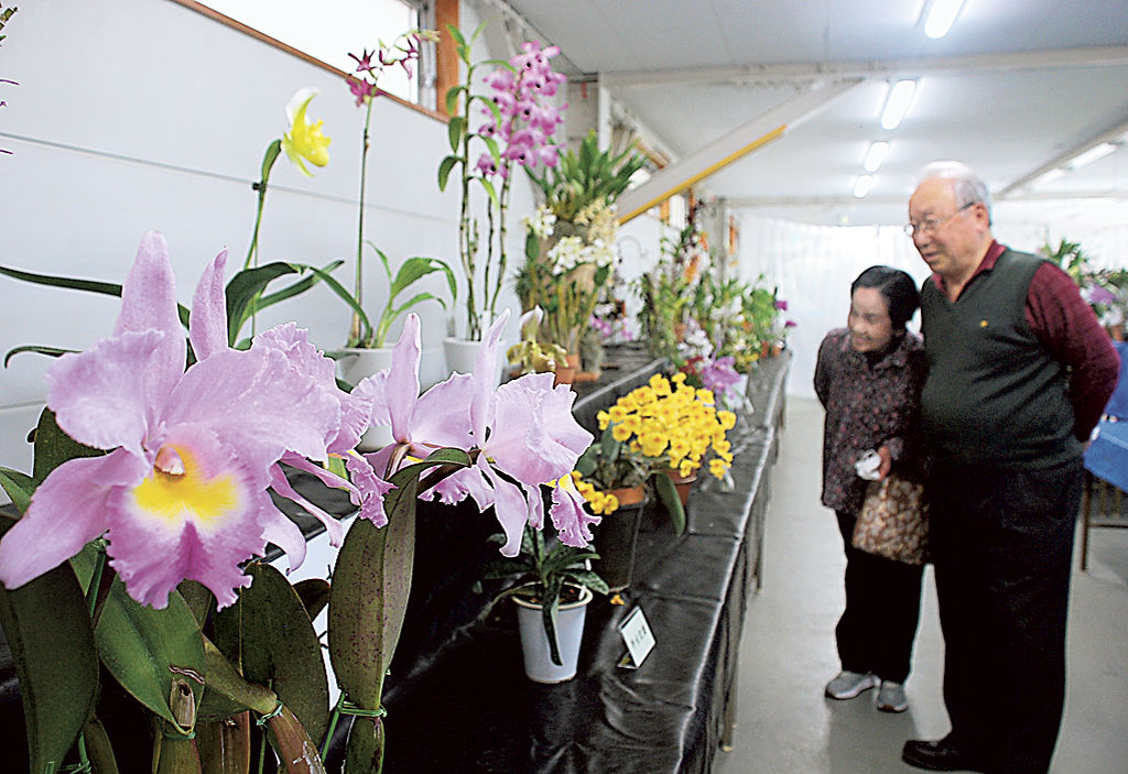 鮮やかな花が並ぶ洋らん展＝三島市の楽寿園