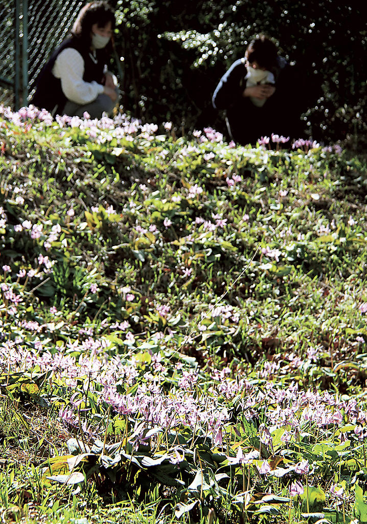 紅紫色の花を咲かせ、見頃を迎えたカタクリ＝島田市金谷富士見町の牧之原公園