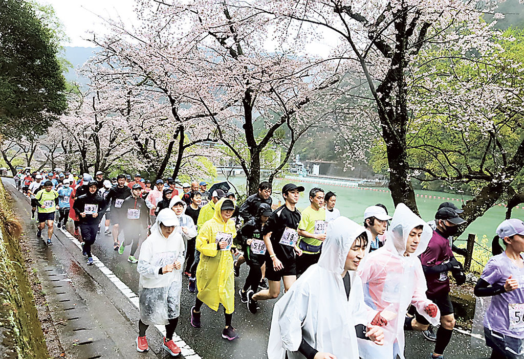 雨が降る中、桜並木の下を走るランナー＝浜松市天竜区龍山町